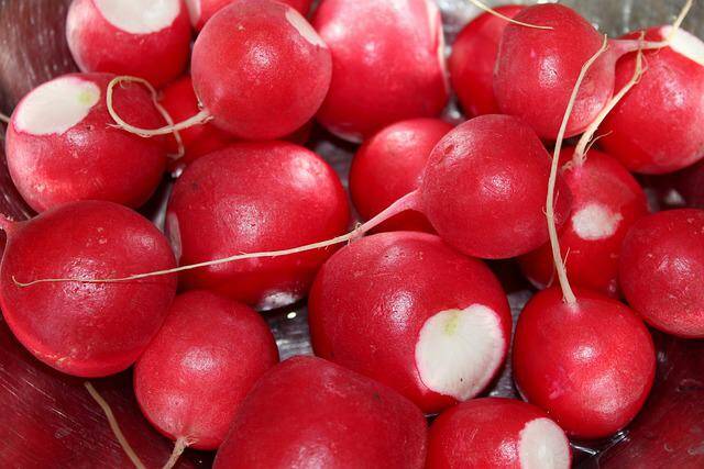 샐러드 채소 종류 14가지 12 래디쉬(radish)