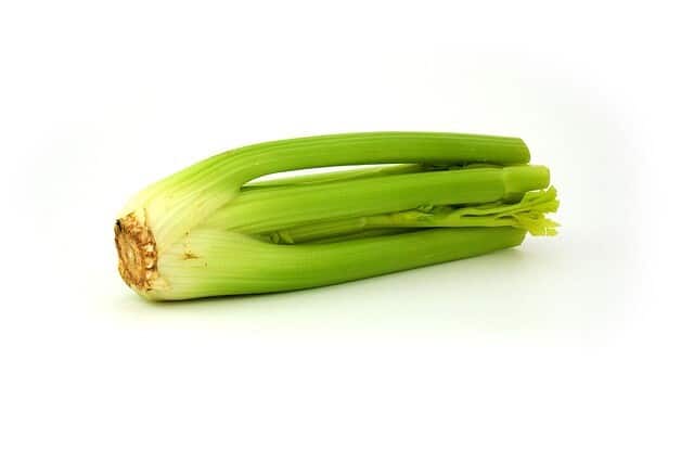 샐러드 채소 종류 14가지 11 샐러리(셀러리-celery)