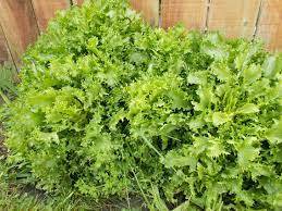 샐러드 채소 종류 14가지 7 치커리(chicory)