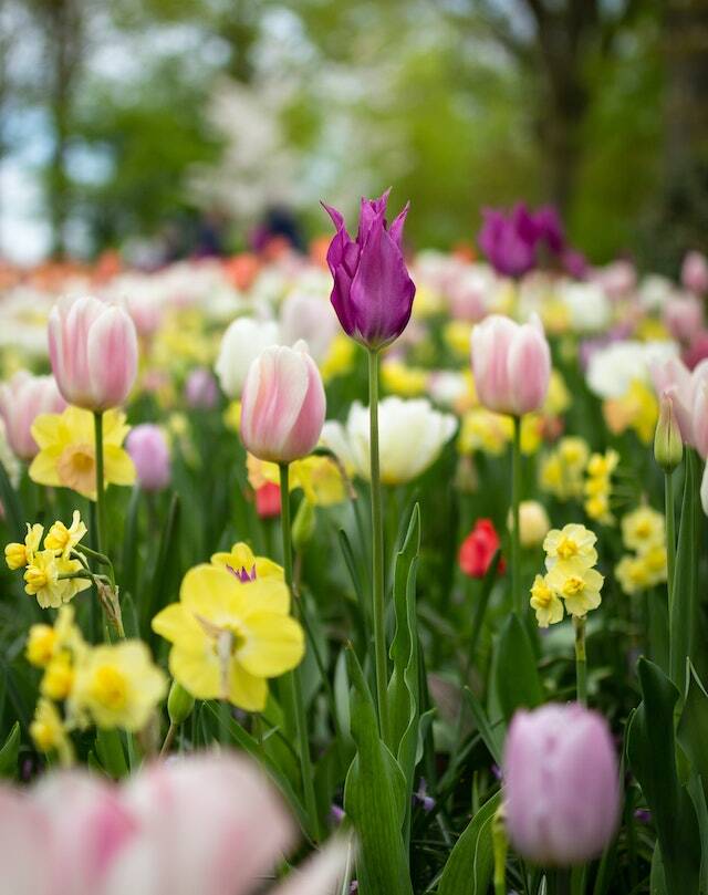 네덜란드 튤립 버블 1 튤립(Tulip)