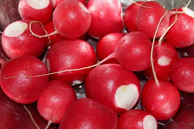 샐러드 채소 종류 14가지 12 래디쉬(radish)
