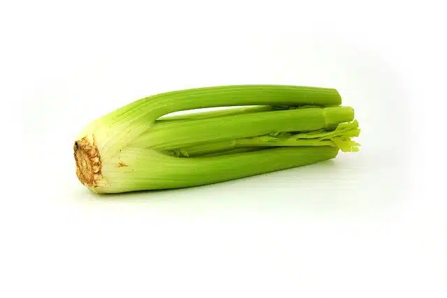 샐러드 채소 종류 14가지 11 샐러리(셀러리-celery)