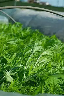 경수채-미즈나(Mizuna)