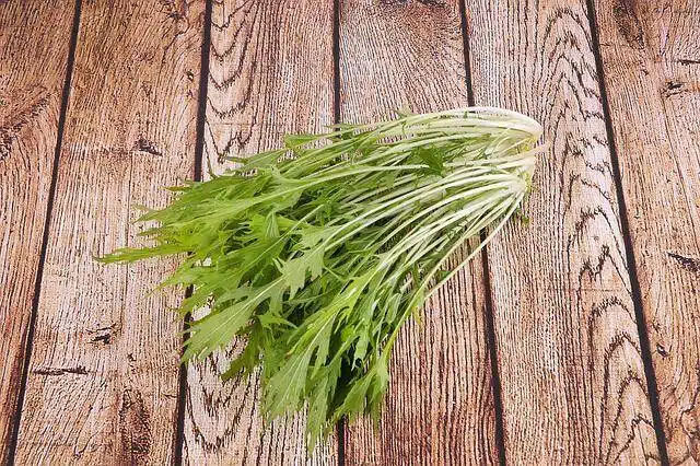 경수채(kyona) or 교나 or 미즈나(mizuna)