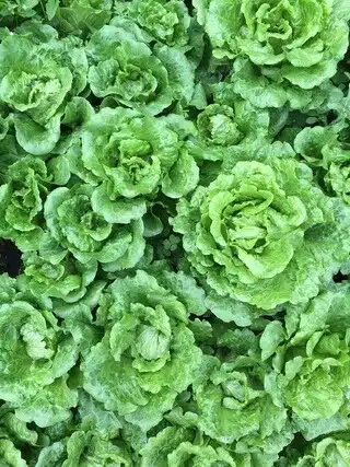 로메인 상추 농장