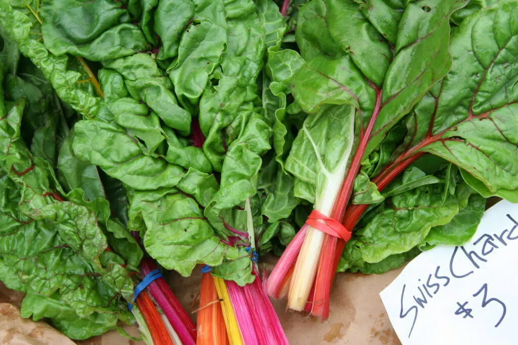 많이 알려진 샐러드 채소 종류-적근대(swiss-chard)