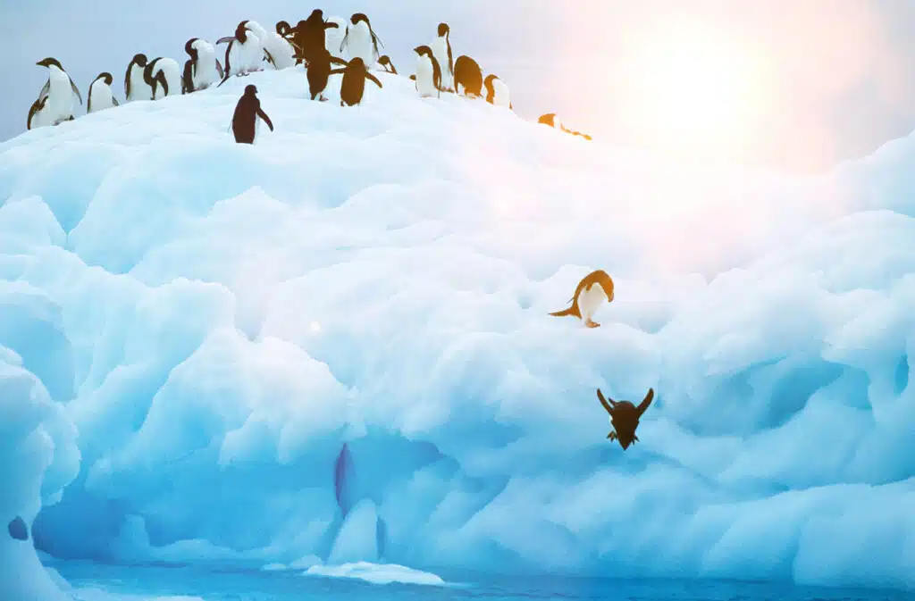SEO: 구글 펭귄 1 구글 펭귄(Google Penguin)