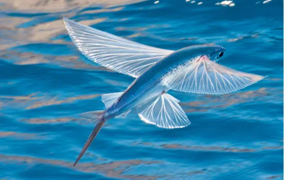 날치(Flying Fish)와 날치알 1 날치(Flying Fish)