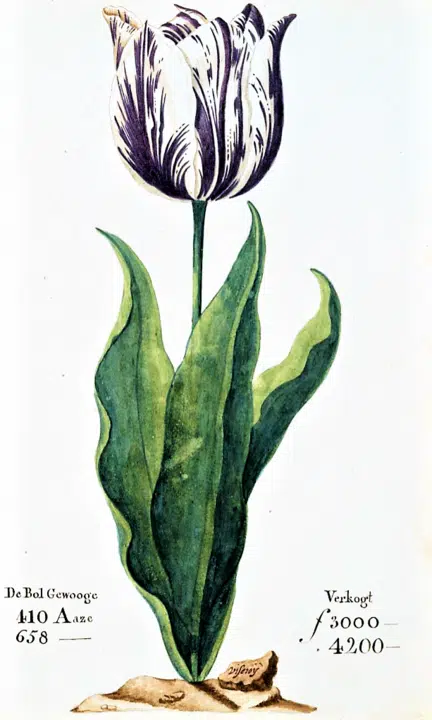1720년 남해회사 버블(South Sea Bubble) 4 네덜란드 튤립 버블(Tulip mania)