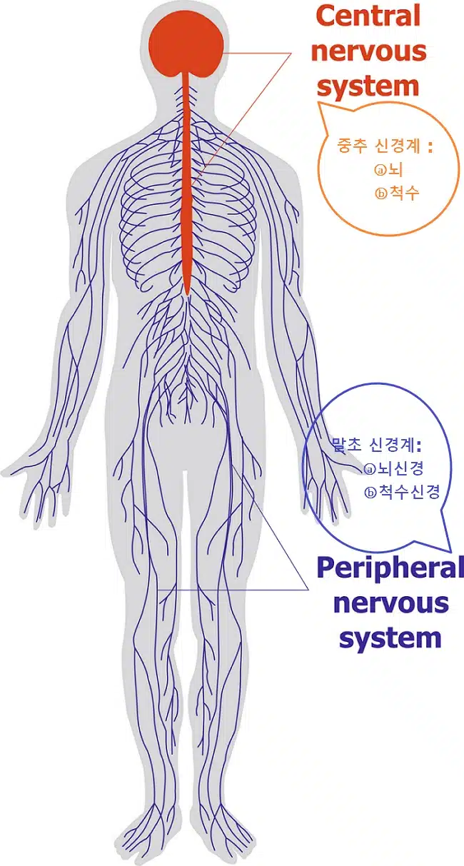 중추신경계 말초신경계 구분