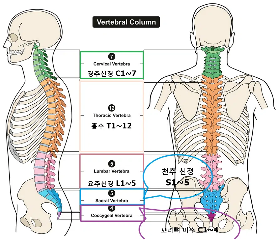 척추의 기본 구조-경추 흉추 요추 천추 미추